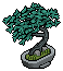 spruce_bonsai