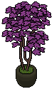 violet_house_plant